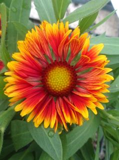 Gailardia 'Spintop Cooper Sun' | Gaillardia