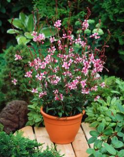 Gaura 'Siskiyou Pink' Doniczka 1 litrowa