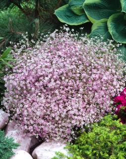 Gipsówka rozesłana 'Knuddel' |Gypsophila repens