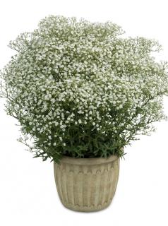 Gipsówka wiechowata 'Festival White Flare' | Gypsophila paniculata