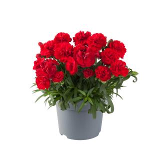 Goździk ogrodowy 'Code Bright Red' | Dianthus caryophyllus