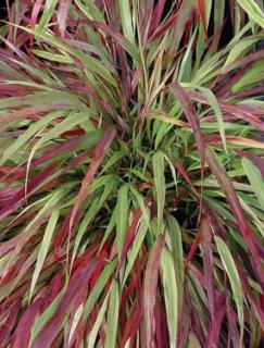 Hakonechloa 'Beni Kaze' | Hakonechloa macra