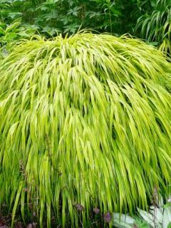 Hakonechloa smukła 'Aureola' | Hakonechloa macra