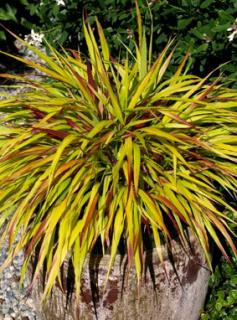 Hakonechloa 'Sunflare' | Hakonechloa macra