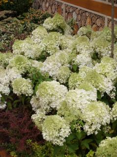 Hortensja bukietowa 'Bobo' |Hydrangea paniculata