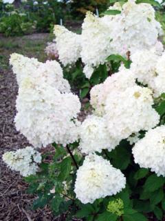 Hortensja bukietowa 'Diamantino' | Hydrangea paniculata