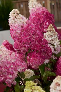 Hortensja bukietowa 'Fraise Melba' | Hydrangea paniculata Doniczka 2 litrowa