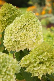 Hortensja bukietowa 'Limelight' | Hydrangea paniculata Doniczka 2 litrowa