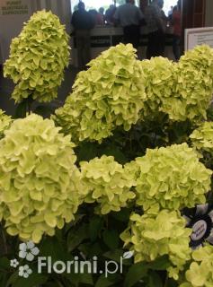 Hortensja bukietowa 'Magical Candle' | Hydrangea paniculata