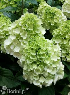 Hortensja bukietowa 'Mont Blanc'| Hydrangea paniculata Doniczka 2 litrowa