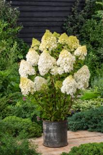 Hortensja bukietowa 'Polar Bear' | Hydrangea paniculata