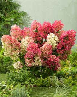 Hortensja bukietowa 'Sundae Fraise' | Hydrangea paniculata Doniczka 2 litrowa