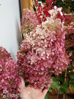 Hortensja bukietowa 'Vanille-Fraise' | Hydrangea paniculata