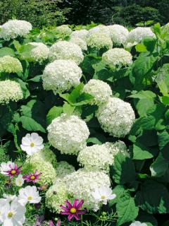 Hortensja drzewiasta 'Anabelle' | Hydrangea arborescens Doniczka 2 litrowa