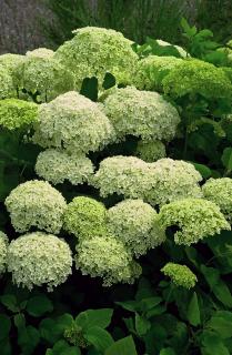 Hortensja drzewiasta 'Incrediball' (Strong Anabelle) | Hydrangea arborescens Doniczka 2 litrowa