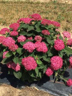 Hortensja drzewiasta 'Ruby Anabelle' | Hydrangea arborescens  Doniczka 2 litrowa