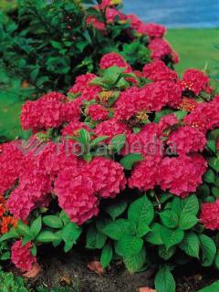 Hortensja ogrodowa 'Royal Red' | Hydrangea macrophylla