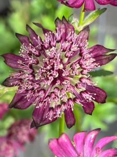 Jarzmianka 'Sparkling Stars Red' | Astrantia