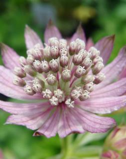 Jarzmianka większa | Astrantia major  Doniczka 1 litrowa