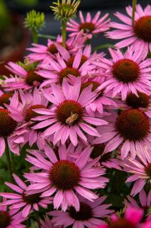 Jeżówka 'Fountain Light Purple' | Echinacea