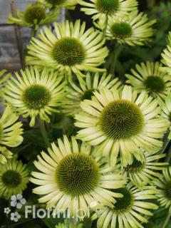 Jeżówka 'Green Jewel' | Echinacea