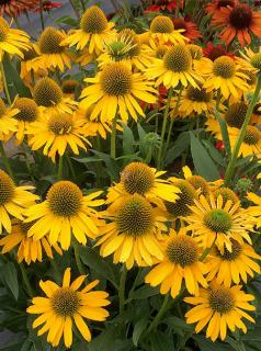 Jeżówka 'Kismet Yellow' | Echinacea Doniczka 2 litrowa