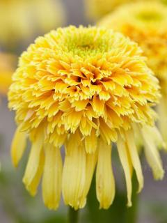 Jeżówka 'Lemon Drop' | Echinacea