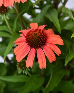 Jeżówka 'Meditation Orange' | Echinacea