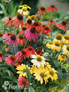 Jeżówka purpurowa 'Cheyenne Spirit' | Echinacea purpurea  Doniczka 1 litrowa