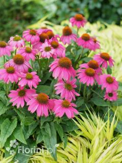 Jeżówka purpurowa 'Pow Wow Wild Berry' | Echinacea purpurea Doniczka 1 litrowa