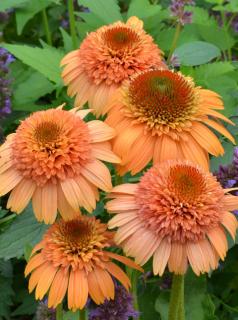 Jeżówka 'Supreme Cantaloupe' | Echinacea Doniczka 1 litrowa