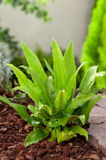 Języcznik zwyczajny | Phyllitis scolopendrium (Asplenium scolopendrium) Doniczka 1 litrowa