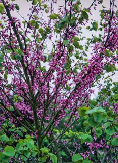 Judaszowiec kanadyjski | Cercis canadensis Doniczka 2 litrowa