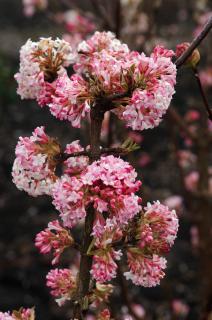 Kalina bodnantska 'Charles Lamont' | Viburnum bodnantense Doniczka 3 litrowa