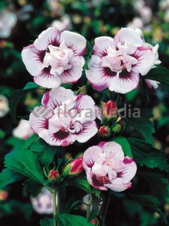 Ketmia syryjska 'Lady Stanley' | Hibiscus syriacus