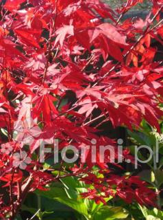 Klon palmowy 'Atropurpureum'| Acer palmatum