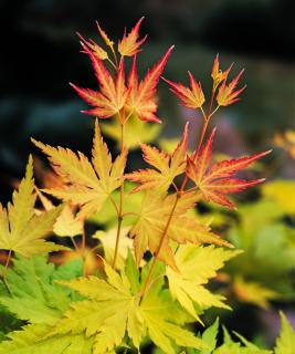 Klon palmowy 'Orange Dream' | Acer palmatum