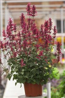 Kłosowiec 'Morello' | Agastache