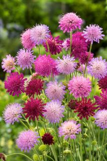 Knautia 'Melton Pastels' | Knautia macedonica Doniczka 1 litrowa