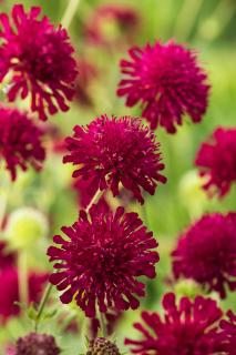 Knautia 'Red Knight' | Knautia macedonica Doniczka 1 litrowa