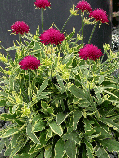 Knautia 'Thunder and Lightning' | Knautia