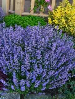 Kocimiętka Faassena 'Purrsian Blue' | Nepeta faassenii