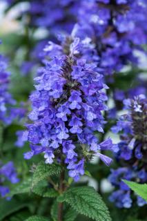 Kocimiętka 'Neptune' | Nepeta nervosa