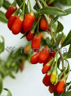 Kolcowój 'New Big' - Jagody Goji  Lycium barbarum