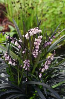 Konwalijnik japoński 'Niger' | Ophiopogon  planiscapus