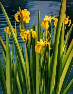 Kosaciec (Irys) żółty 'Variegata' | Iris pseudacorus