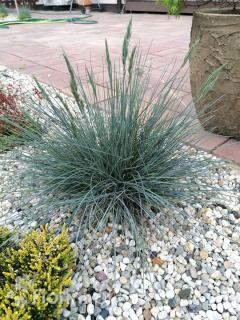 Kostrzewa sina 'Azurit' | Festuca glauca