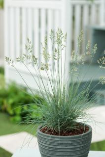 Kostrzewa sina 'Elijah Blue'  Festuca glauca