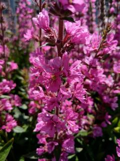 Krwawnica pospolita 'Pink Blush' | Lythrum salicaria