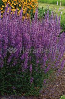Krwawnica rózgowata 'Dropmore Purple' | Lythrum virgatum